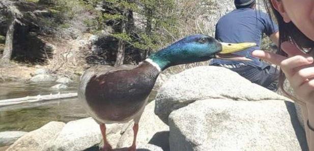 内涵段子:鸭子吃虫子啦 你还不赶紧走来吗