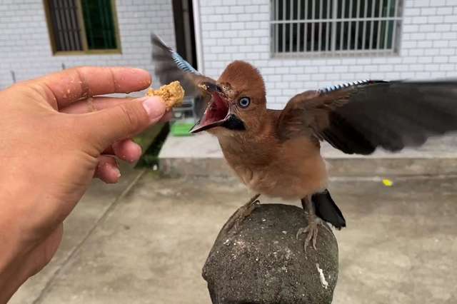小伙捡到只松鸦幼鸟,养大后将其放回大自然