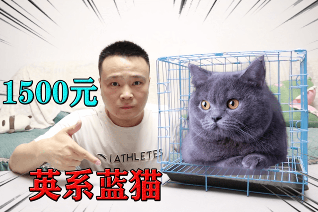 小浪哥开箱1500元宠物"英系蓝猫"圆脸蛋短粗腿,超惹人爱