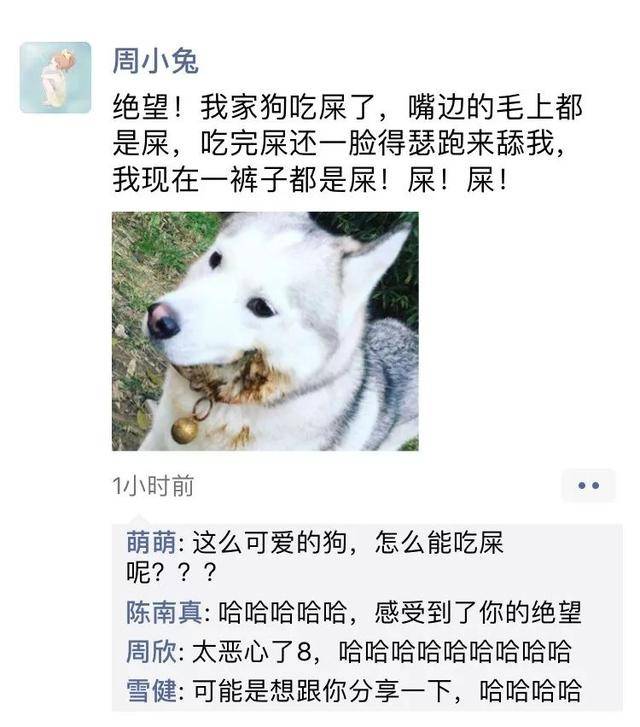 "狗改不了吃屎"有五个原因,其中两个原因都是狗主人逼的