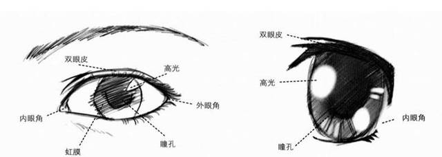 眼睛描绘的好坏直接影响头部整体的效果,写实的眼睛结构更复杂,动漫
