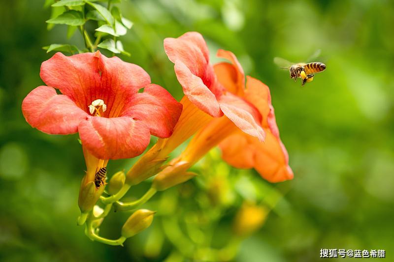 花卉摄影,凌霄花怎么拍?5个思路,助你拍出寓意美好的热情夏花