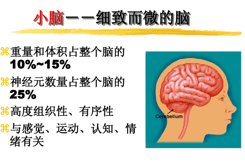 小脑性共济失调治疗的关键是这个