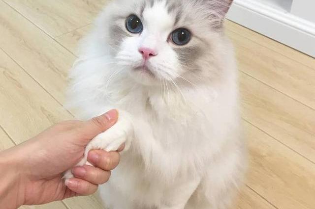 【宠物训练】如何让猫咪/狗狗学会握手击掌对拳?