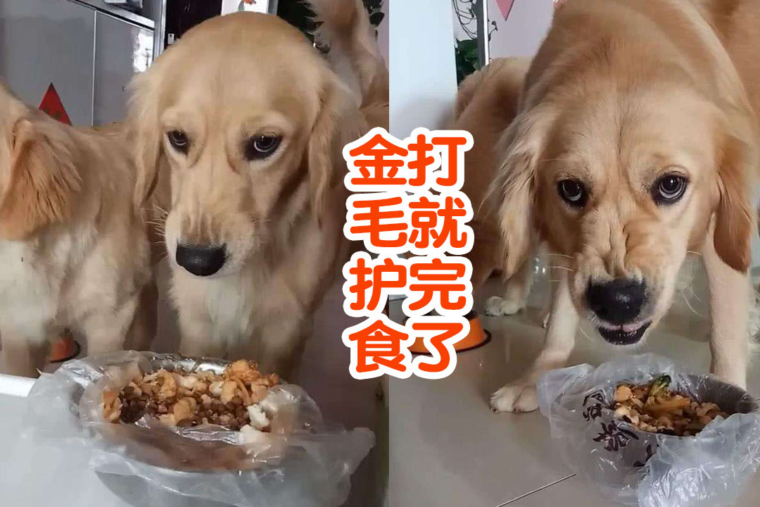 护食的金毛凶起来连主人都不认谁收养送半年狗粮那种