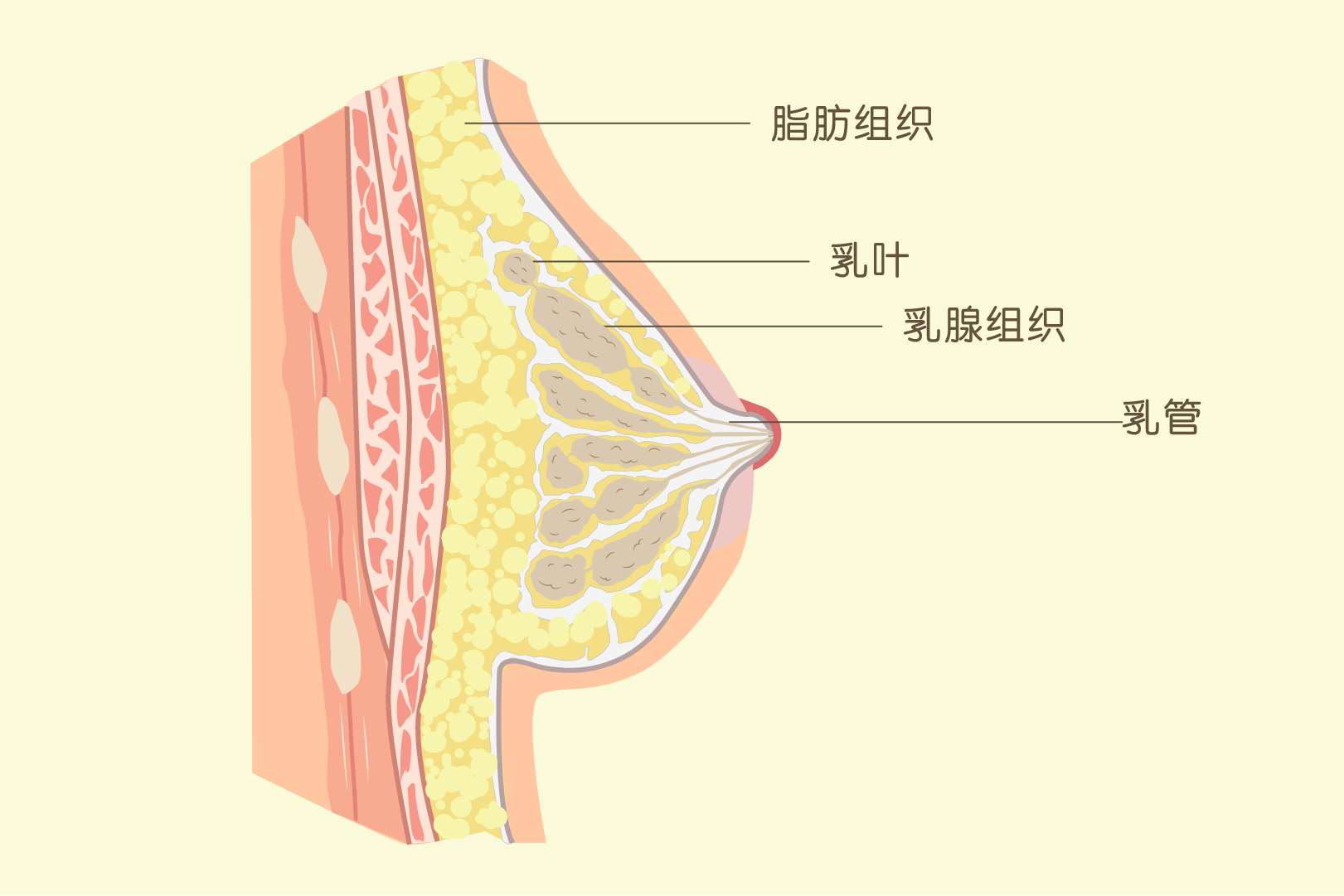 乳房是由什么构成?丰胸是疏通乳腺还是增加乳房中的脂肪组织?