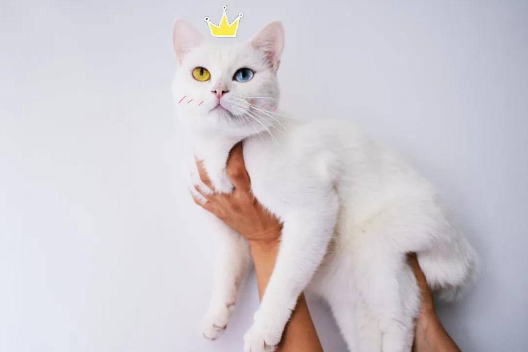 夏天猫不爱吃饭_猫爱吃什么食物_夏天给猫咪吃什么猫饭