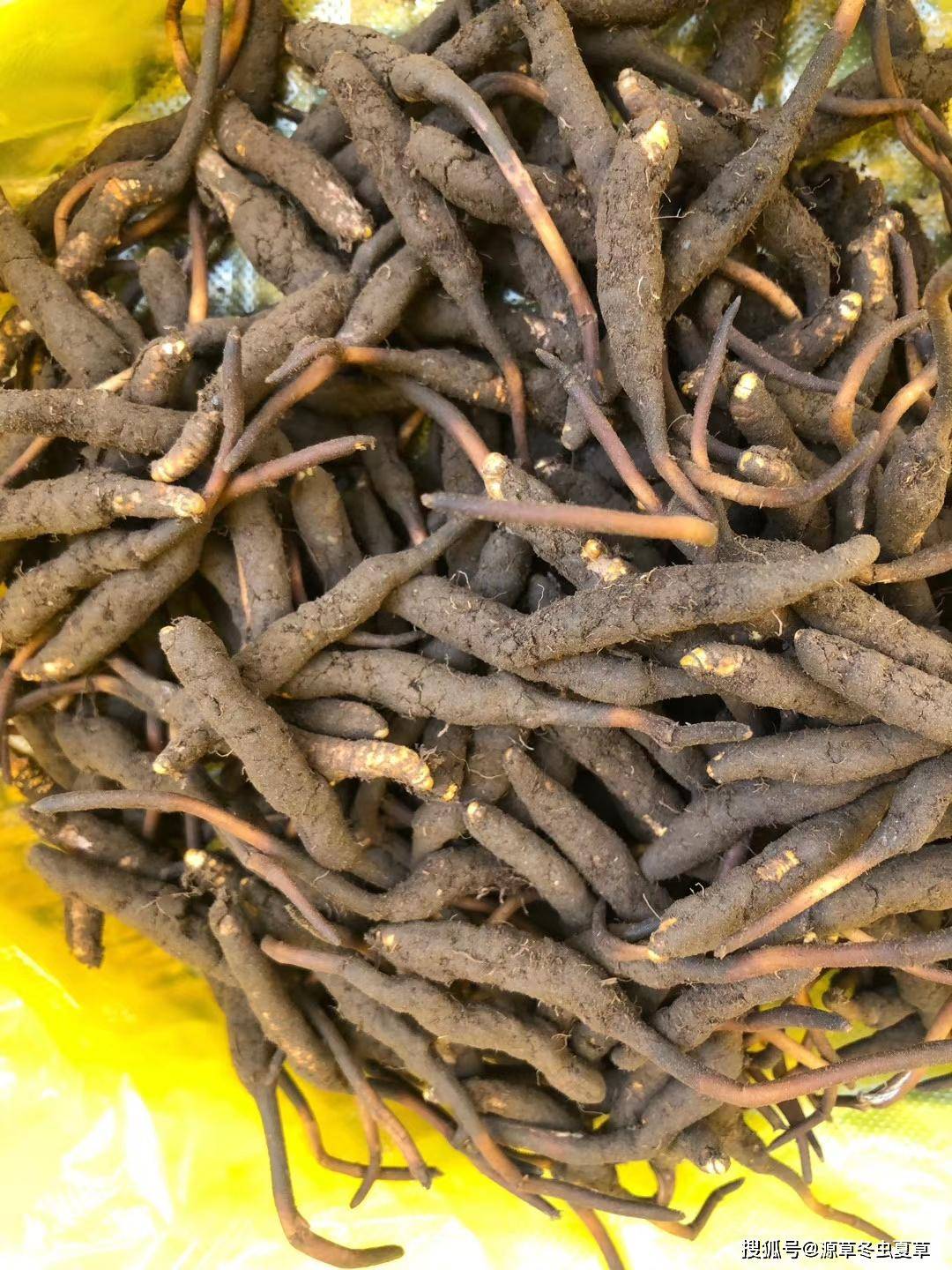 源草冬虫夏草——青藏高原引来虫草采挖"战役"新鲜冬虫夏草产地与价格