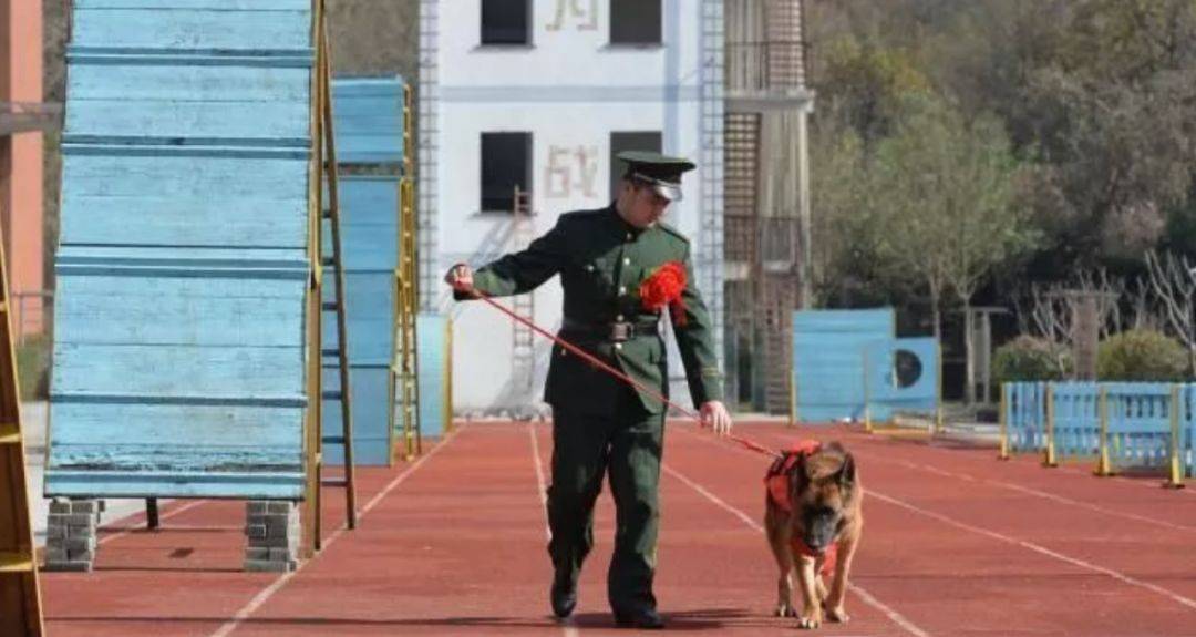 汶川地震搜救犬沈虎雕像落成，训导员泣不成声