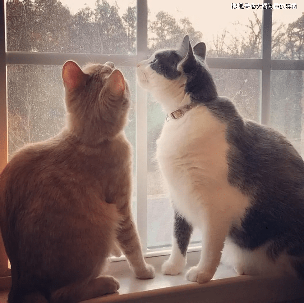 猫的头像女生高冷 60e0b469e82a488ebf1786413e2097c6.png