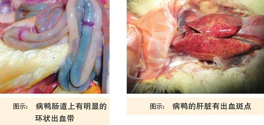 别放松警惕春夏之交可是鸭瘟的高发时期