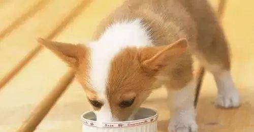 如何给狗狗刷牙 1bd14eb39250493b9e897a89f2d5b556.jpeg