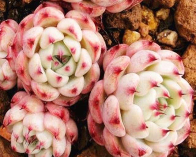 多肉怎么分辨需不需要浇水 e56db481f7a240a2a2d6c83cef152dce.jpeg