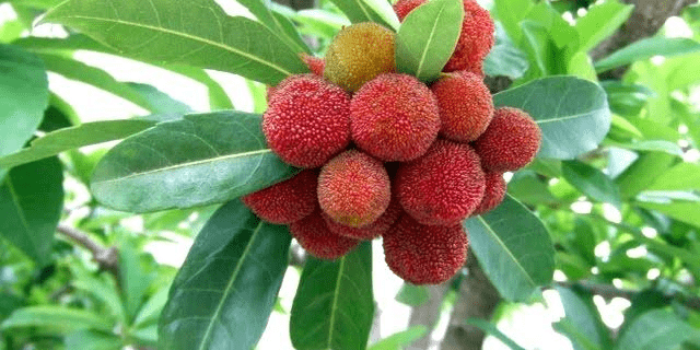 杨梅高产的种植技巧有哪些?