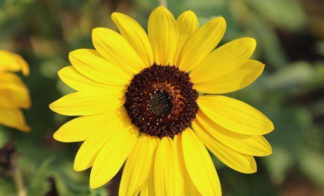 偶尔还能看到采蜜的小蜜蜂,只要沉住气,很容易就可以抓拍到蜜蜂采蜜的