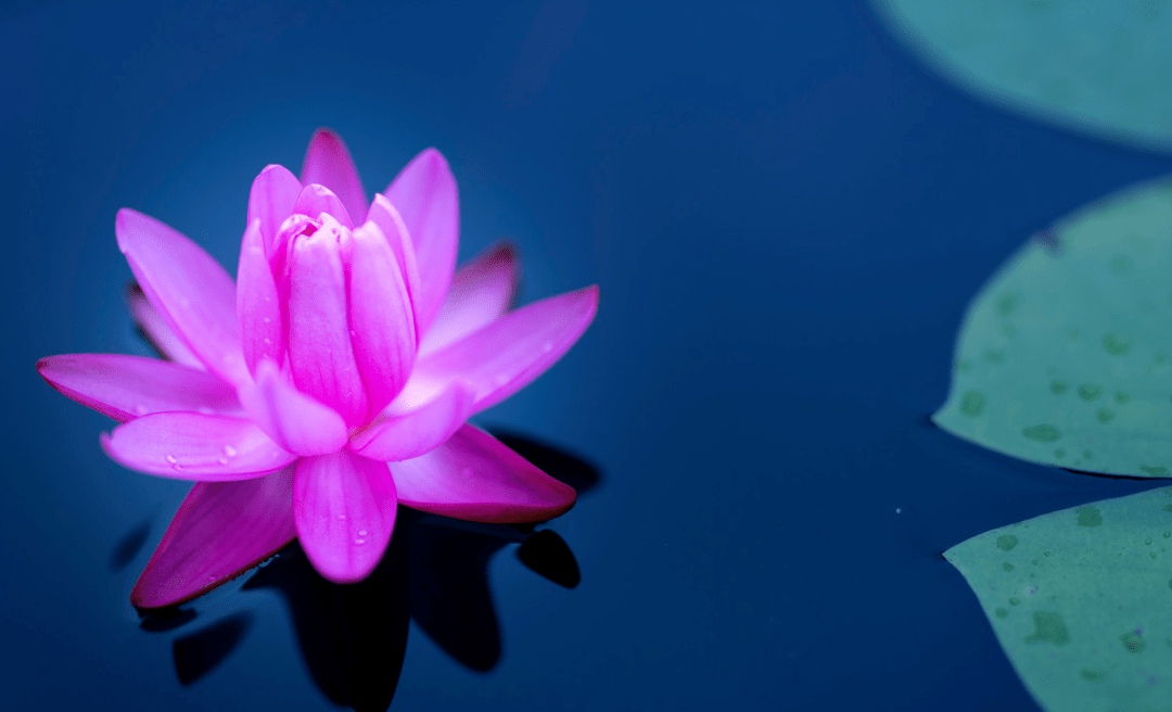 【诗词鉴赏】一池睡莲一池诗,古诗词里的池莲,花中的睡美人!