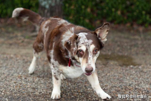 10只心碎的巴塞特猎犬混种到aww结束,你最喜欢哪一个?