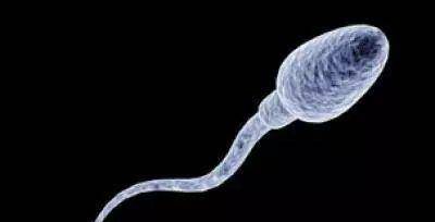 什么是精子 37b743b626ca4ea7b89455dce1585f47.jpeg