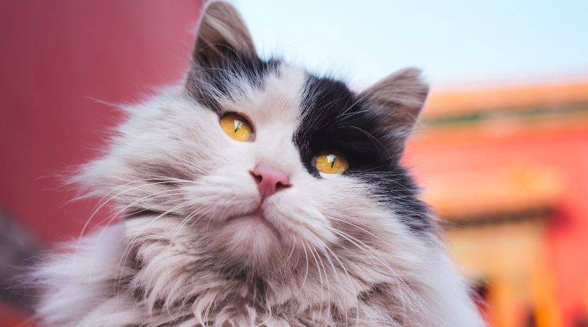 梦境迷踪，解读做梦梦到猫的深层含义