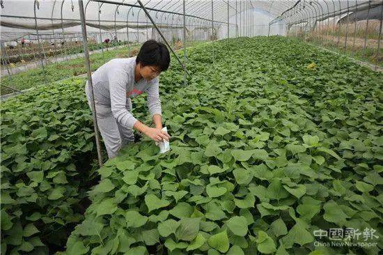 朱老总要野菜_可食用的野菜图片大全