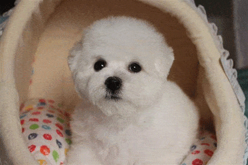 096d663465b849a4bbb3d3d3d6cb0163.gif