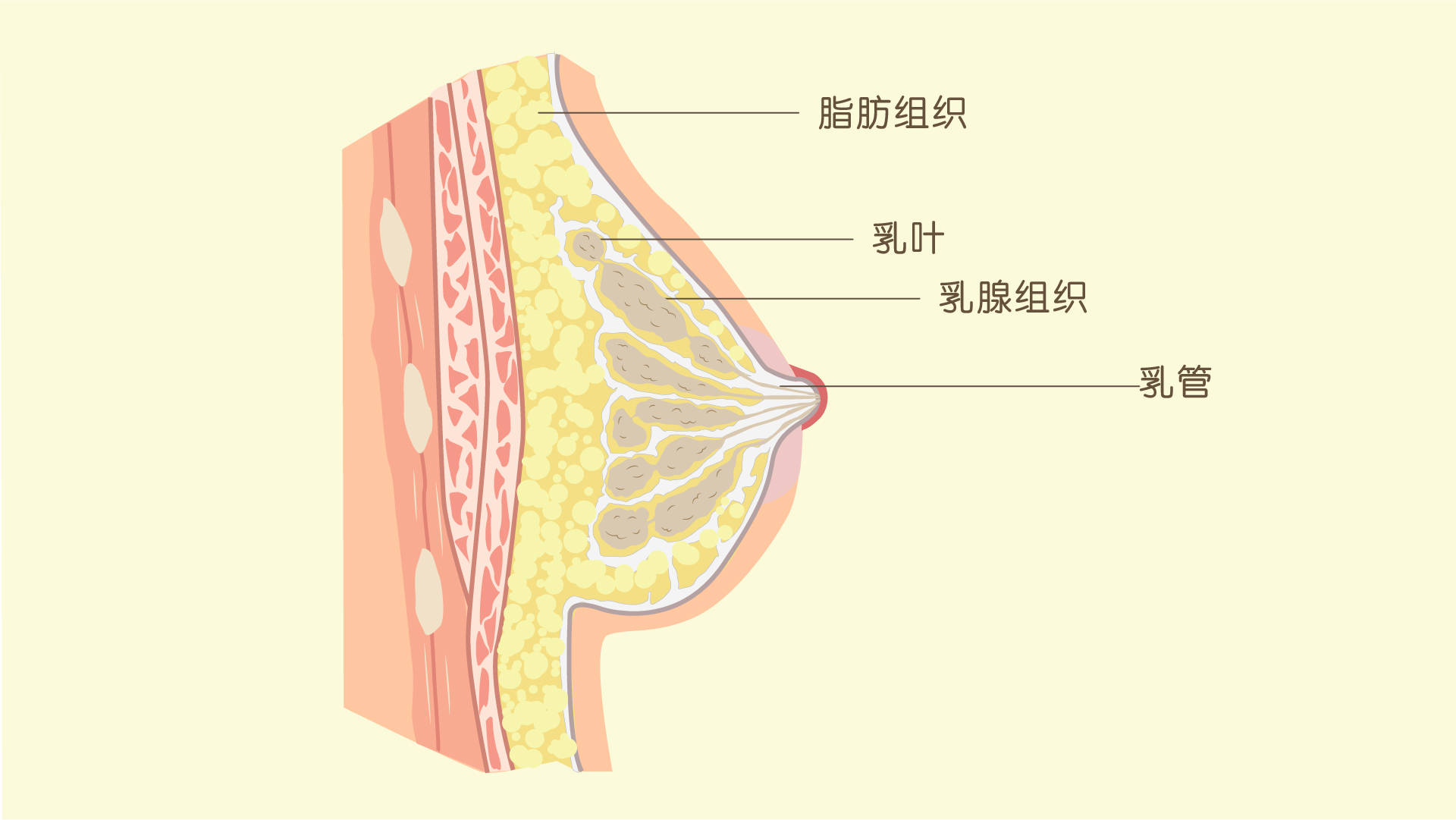 乳房是由什么构成?丰胸是疏通乳腺还是增加乳房中的脂肪组织?