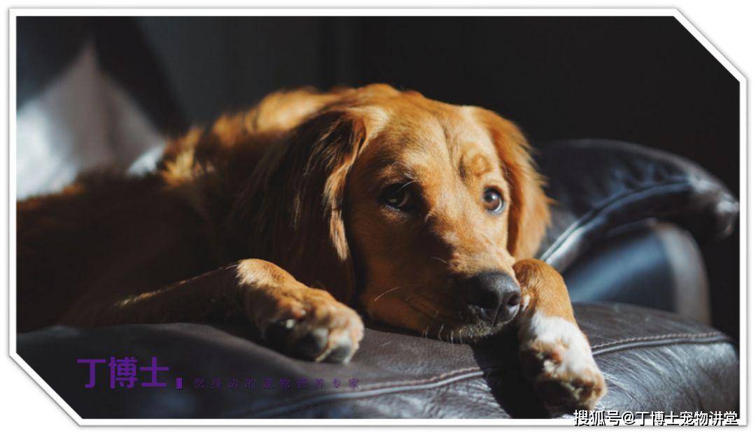 双赢彩票APP宠物食品配方的奥秘附AAFCO犬猫食品的营养框架表(图3)