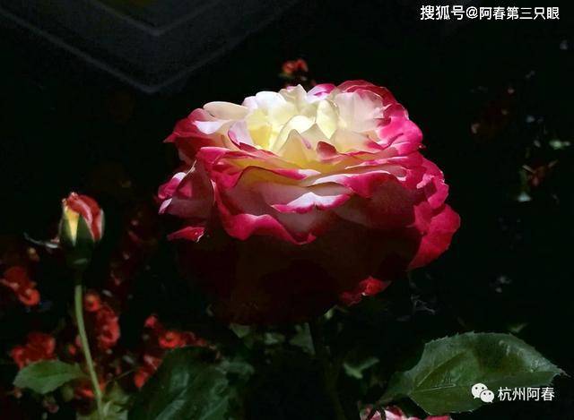 fed06418a7d944168b11b1591f4bc9b4.jpeg