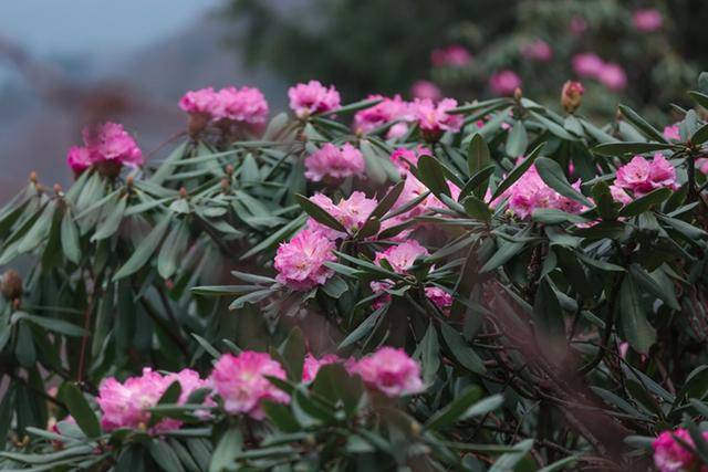 5月重走秦楚古道,漫山遍野杜鹃花,最美浪漫时.