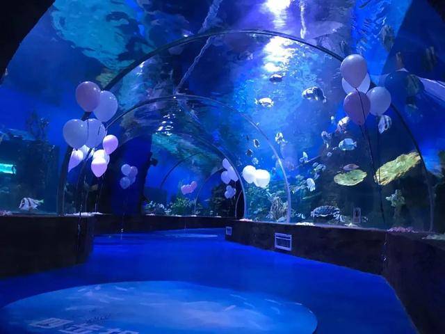 5.20两场求婚精彩呈现就在昆明花都海洋世界
