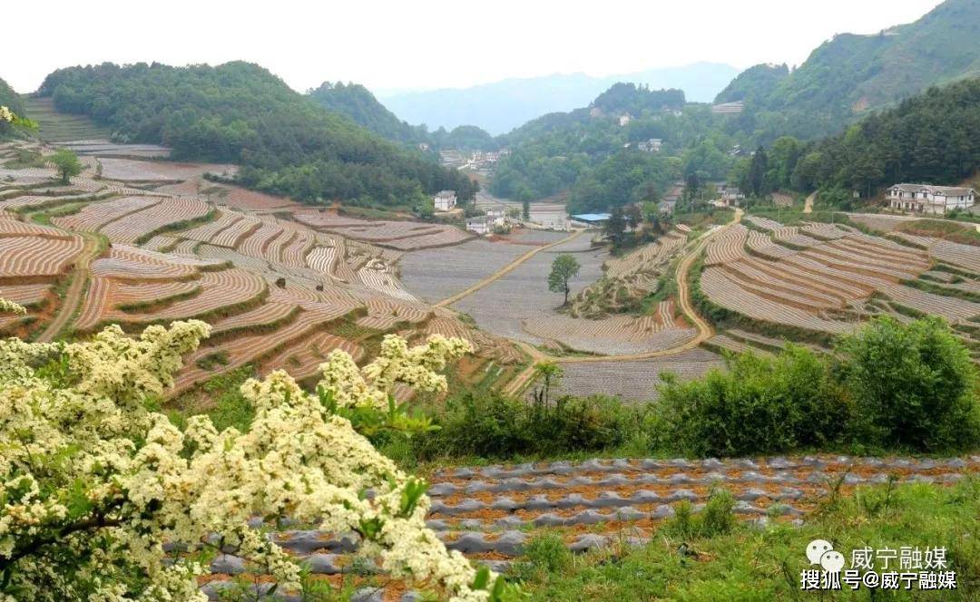 时下,威宁自治县石门乡年丰村,新合村等烤烟基地烤烟长势喜人.