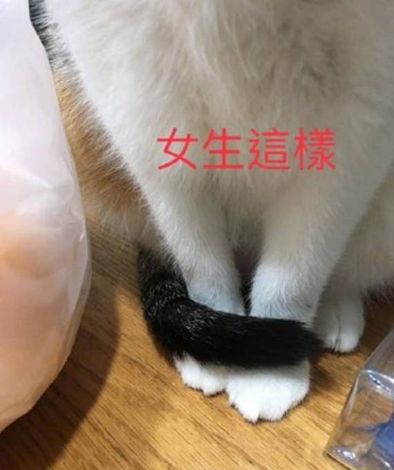 不过有些人会有些疑惑:"猫咪该如何区分公母呢?