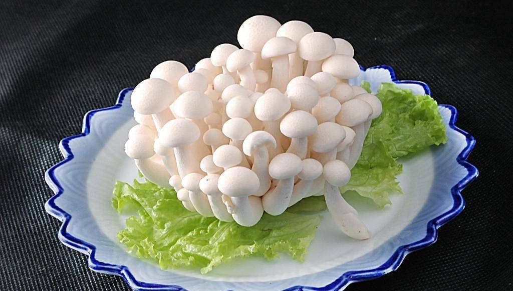 自己在家怎么种白玉菇 2cd71eeb3fdf44658ecaf6892d2c82da.jpeg