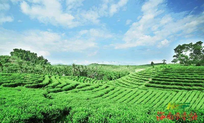 首届"国际茶日"来啦!带你一览海南农垦茶园之美共享茶香