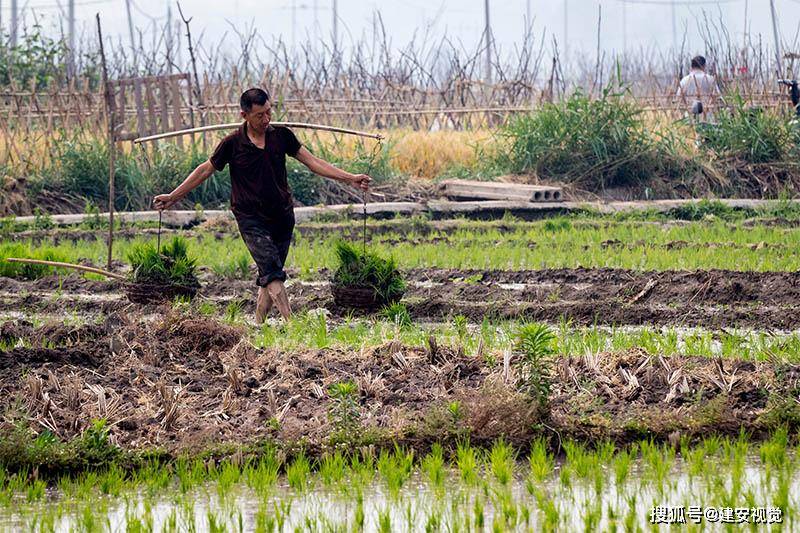河北邯郸:小满过后小麦成熟要收割,河南店农民在寒地水稻田里忙插秧