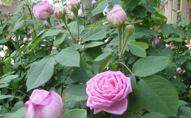 月季花有没有种子 9f90674ec5ff46218be1a6eb0e027ee5.jpeg