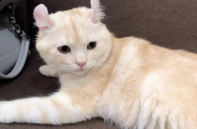 各个年龄的小猫 c27a5a3fab9543ad98eb36260f49477c.jpeg