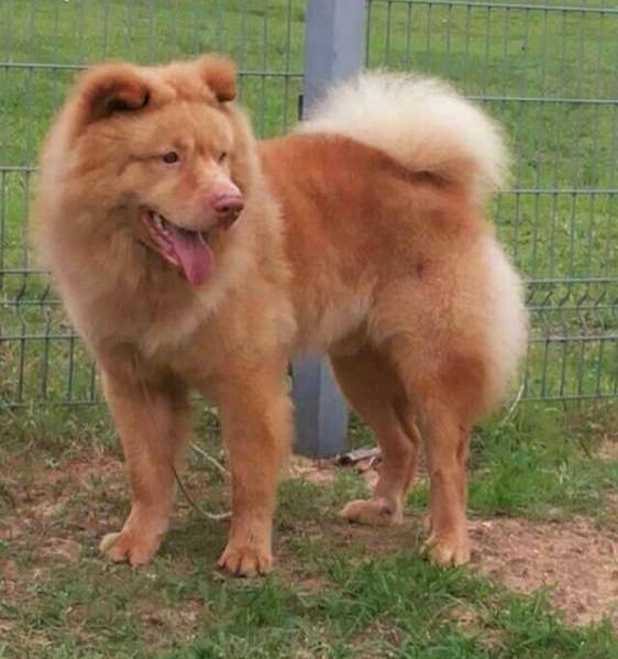 国产犬中的四类名贵犬种,现已濒临灭绝,值得国人深思!
