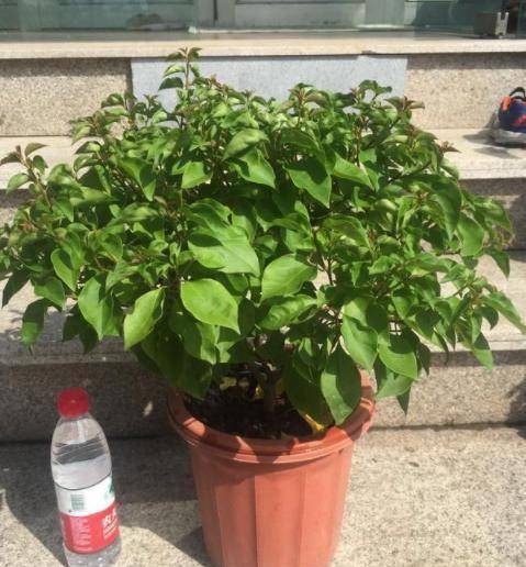 『修剪』开花多，花期长三角梅整年不开花？做好1个前提来“诱”花
