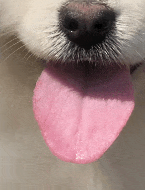 09  喜欢在狗子伸出舌头的时候拉一拉  狗狗的舌头又大又长又软