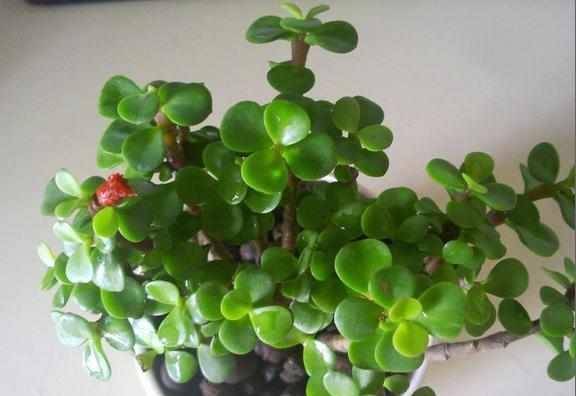 怎么养花草 d31bfaee1b53482c9873dbc6a3ad5a84.jpeg