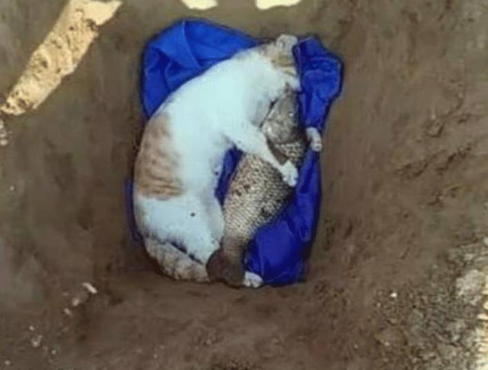 猫咪不幸被车撞死,主人杀了条大鱼当陪葬:它永远不差吃的