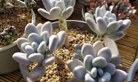 新手多肉养花小窍门方法 469640d0636d4e86ae9b5eb87ca5253f.jpeg