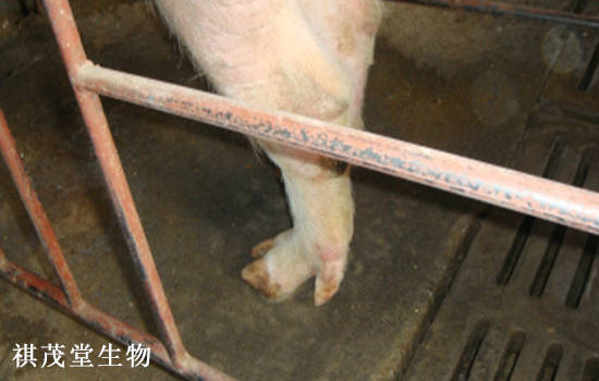 杜仲叶提取物有效防治母猪蹄裂促进泌乳,防治母猪腐蹄