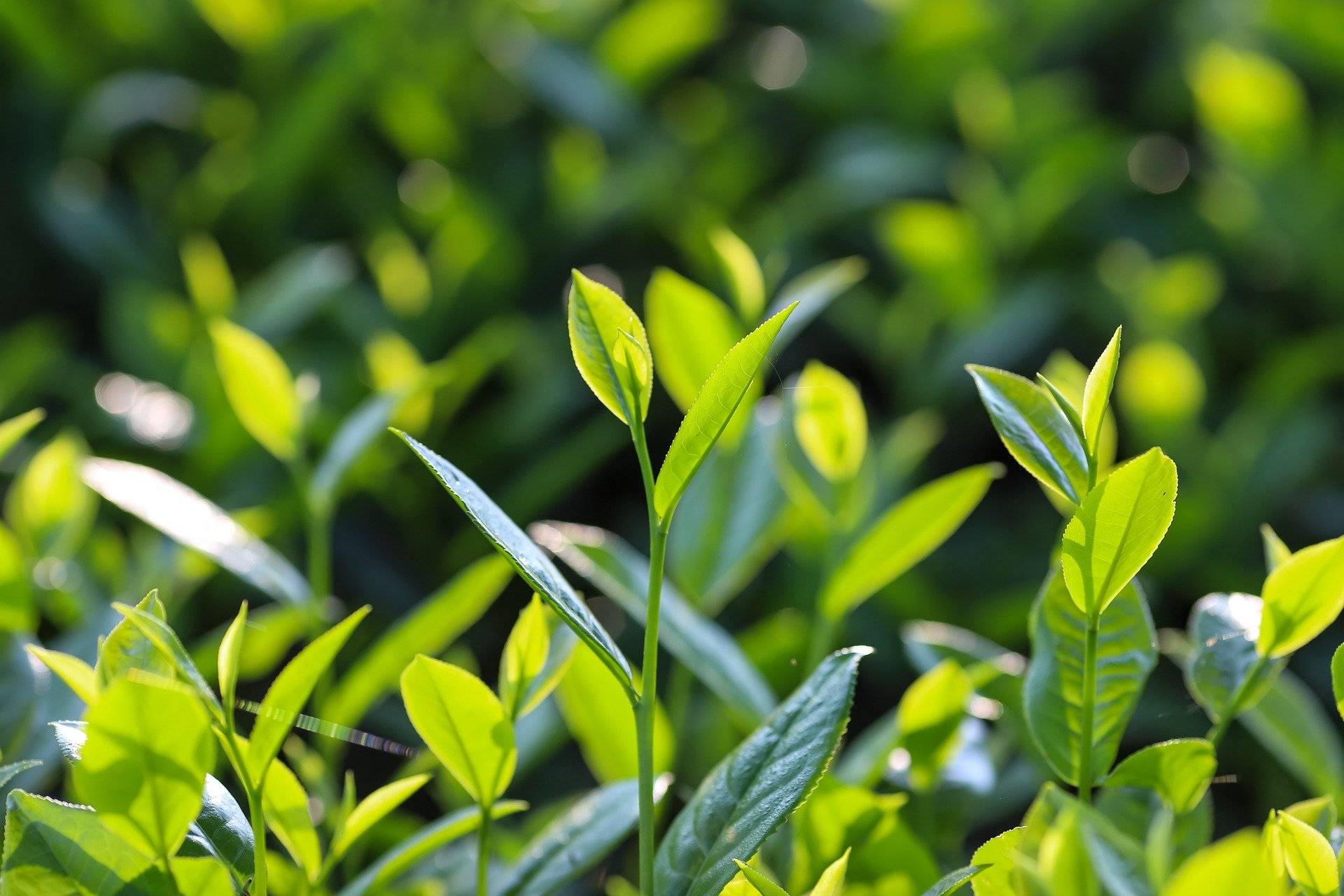 茶有缘饮无疆一杯香茗共贺首个国际茶日