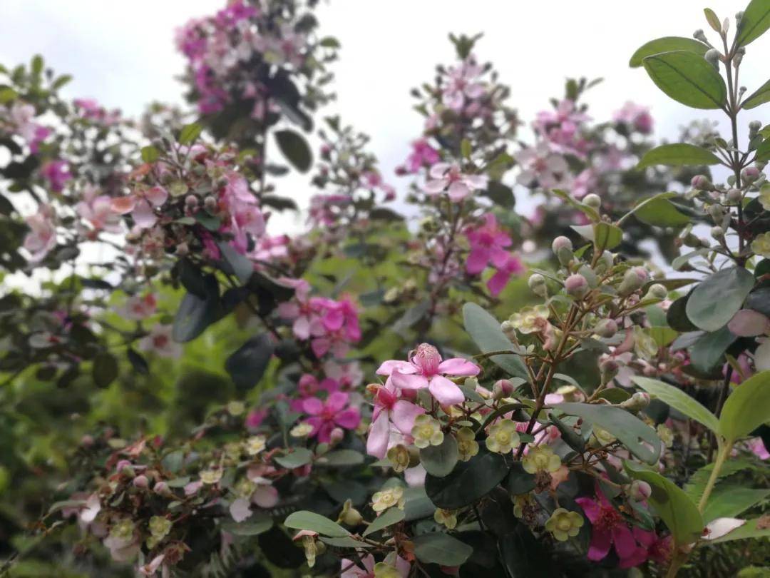 茂名山上的菇稔花开了, 勾起了童年的美好回忆_子花