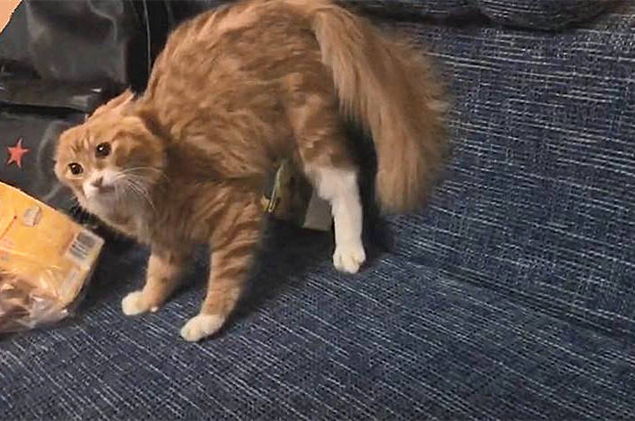 猫咪受到惊吓会炸毛,为啥不直接逃呢?倒是有点儿掩耳盗铃的意思