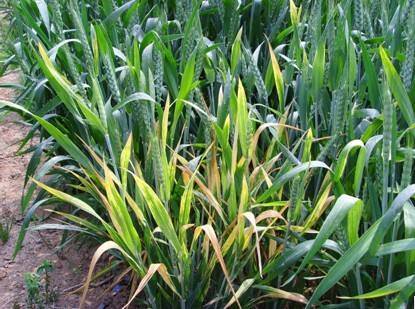 病虫害科普丨小麦黄矮病的危害与防治