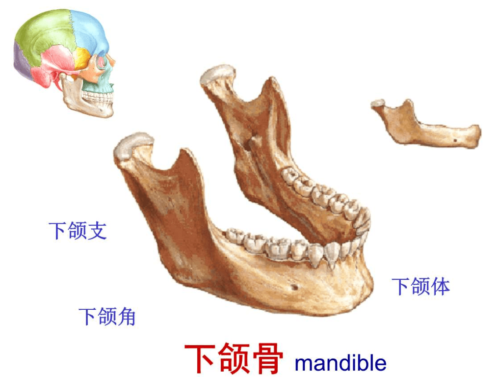 下颌骨,简单点讲,就是下巴位置,可以动的这块骨头.