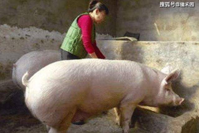 现在生猪多少钱100斤 0b47a691399443d3ae4c23a5345137e8.jpeg